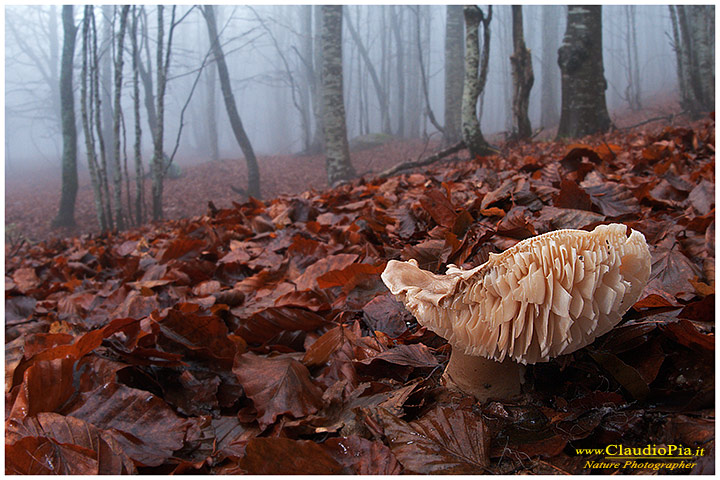 fungo, mushroom, autunm, lamelle, gills, fungi, fungus, mushrooms, macrophotography, val d'aveto